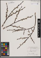 Foto von Salix appendiculata Vill.